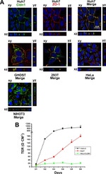 Claudin 1 Antibody in Immunocytochemistry (ICC/IF)