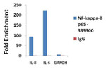 NFkB p65 Antibody in ChIP Assay (ChIP)