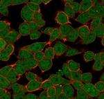 ZNF81/Zinc finger protein 81 (Transcription Factor) Antibody in Immunocytochemistry (ICC/IF)