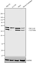 Cdc14B Antibody in Western Blot (WB)