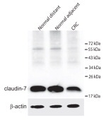 Claudin 7 Antibody in Western Blot (WB)