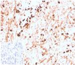 Lambda Light Chain (B-Cell Marker) Antibody in Immunohistochemistry (Paraffin) (IHC (P))