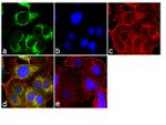 MUC4 Antibody in Immunocytochemistry (ICC/IF)