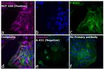 Rabbit IgG (H+L) Cross-Adsorbed Secondary Antibody in Immunocytochemistry (ICC/IF)