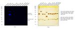 Rabbit IgG (H+L) Cross-Adsorbed Secondary Antibody in Western Blot (WB)