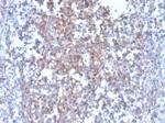 Fas Ligand (FASLG) Antibody in Immunohistochemistry (Paraffin) (IHC (P))