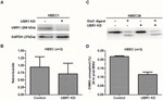 MGMT Antibody in Western Blot (WB)