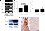 COX2 Antibody in Western Blot, Immunohistochemistry (Paraffin) (WB, IHC (P))