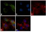 COX2 Antibody in Immunocytochemistry (ICC/IF)