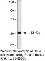 IRAK4 Antibody in Western Blot (WB)