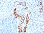 Insulin/IRDN (beta-Cell and Insulinoma Marker) Antibody in Immunohistochemistry (Paraffin) (IHC (P))