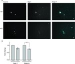 Nogo-A Antibody in Immunocytochemistry (ICC/IF)