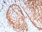 CD11b/MAC-1 Antibody in Immunohistochemistry (Paraffin) (IHC (P))