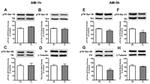 Phospho-Tyrosine Hydroxylase (Ser31) Antibody in Western Blot (WB)