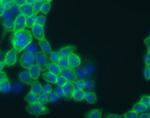 Phospho-EGFR (Tyr1086) Antibody in Immunocytochemistry (ICC/IF)