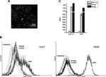 Claudin 1 Antibody in Immunocytochemistry (ICC/IF)