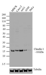 Claudin 1 Antibody in Western Blot (WB)