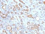 ARF1 (Golgi Apparatus Marker) Antibody in Immunohistochemistry (Paraffin) (IHC (P))