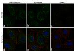 MUC5B Antibody in Immunocytochemistry (ICC/IF)