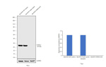 PGP9.5 Antibody in Western Blot (WB)