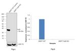 HuR Antibody in Western Blot (WB)