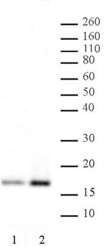 Histone H3K4ac Antibody in Western Blot (WB)