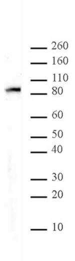 MALT1 Antibody in Western Blot (WB)