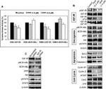 IGF1R beta Antibody in Western Blot (WB)