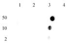 Histone H4R3me2a (asymmetric) Antibody in Dot Blot (DB)