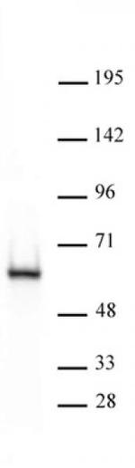 HDAC2 Antibody in Western Blot (WB)