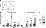 Connexin 37 Antibody in Western Blot (WB)