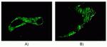 Connexin 37 Antibody in Immunohistochemistry (IHC)