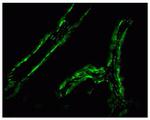 Connexin 37 Antibody in Immunohistochemistry (IHC)