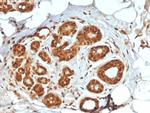 Lactotransferrin/Lactoferrin/LTF Antibody in Immunohistochemistry (Paraffin) (IHC (P))