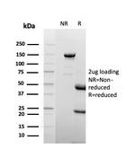 Lactotransferrin/Lactoferrin/LTF Antibody in SDS-PAGE (SDS-PAGE)