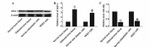 Metadherin Antibody in Western Blot (WB)