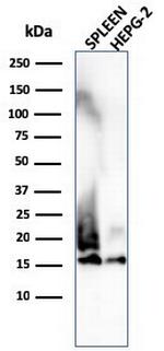 Lysozyme (Histiocytoma and Monocytic Acute Leukemia Marker) Antibody in Western Blot (WB)