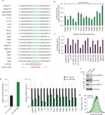 CD49f (Integrin alpha 6) Antibody in Flow Cytometry (Flow)