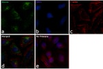 Ninein Antibody in Immunocytochemistry (ICC/IF)