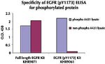 Human EGFR (Phospho) [pY1173] ELISA Kit