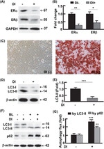 beta Actin Antibody in Western Blot (WB)