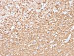 Phospho-Myelin Basic Protein (Marker of Oligodendrocytes and Myelin) (Thr98) Antibody in Immunohistochemistry (Paraffin) (IHC (P))