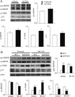 beta Actin Antibody in Western Blot (WB)