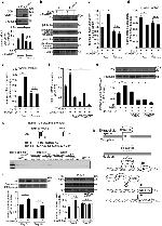 ID3 Antibody in Western Blot, ChIP Assay (WB, ChIP)