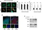 PDI Antibody in Immunocytochemistry (ICC/IF)