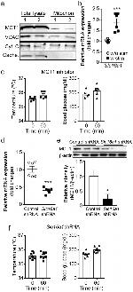 Cytochrome C Antibody in Western Blot (WB)