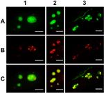 Fibrillarin Antibody in Immunocytochemistry (ICC/IF)