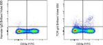 TCR gamma/delta Antibody in Flow Cytometry (Flow)