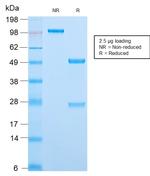 MCM7 Antibody in SDS-PAGE (SDS-PAGE)