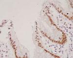 HNF4A Antibody in Immunohistochemistry (Paraffin) (IHC (P))